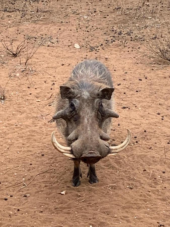 Sausage Tree Safari Camp Balule Game Reserve Exterior foto