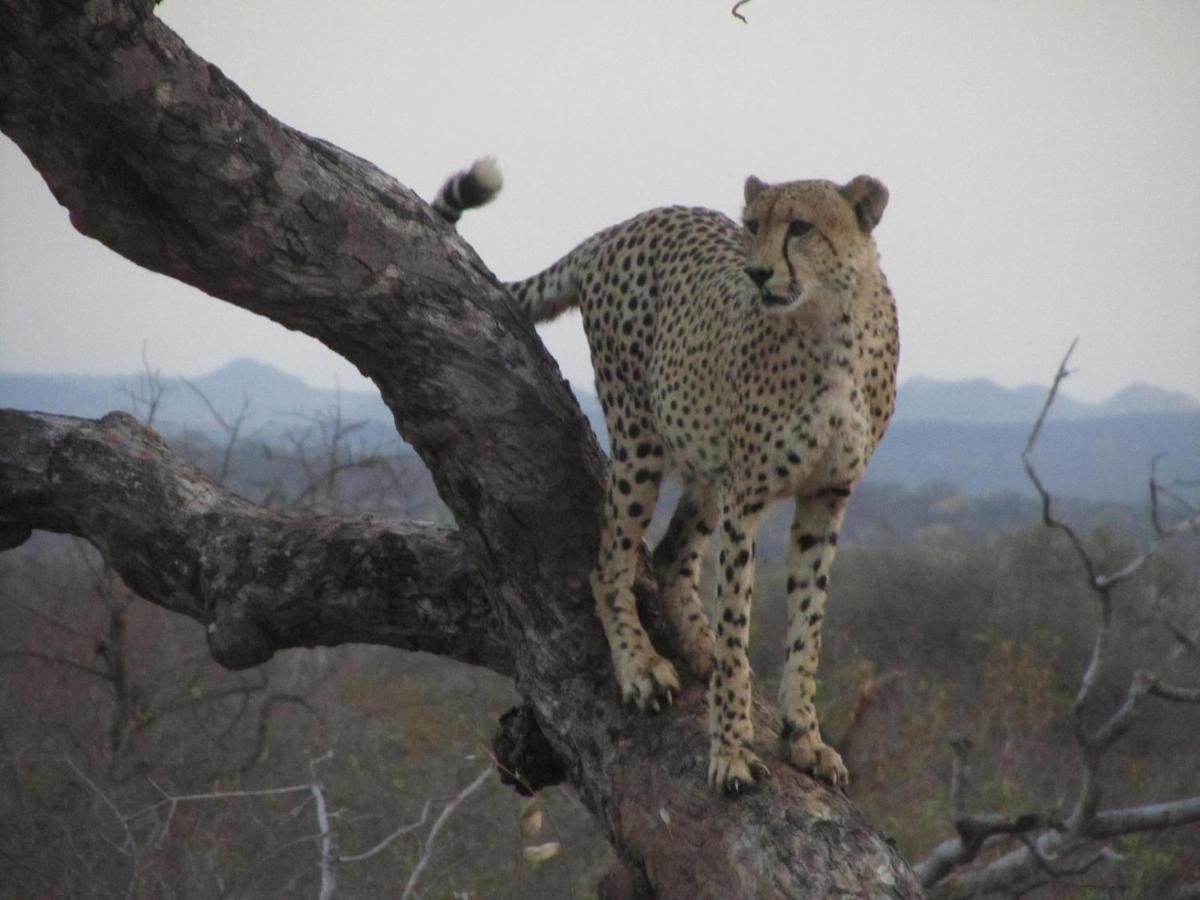 Sausage Tree Safari Camp Balule Game Reserve Exterior foto
