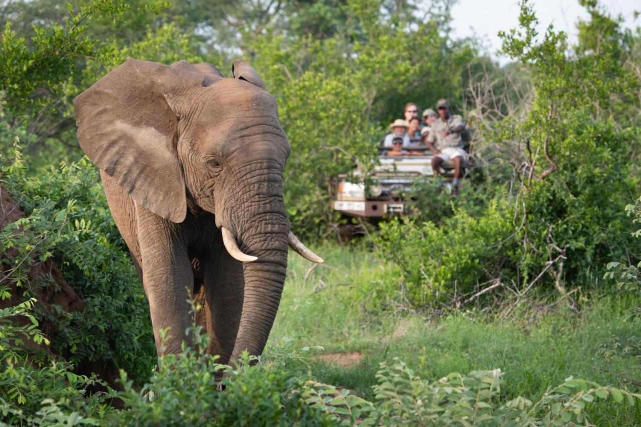Sausage Tree Safari Camp Balule Game Reserve Exterior foto