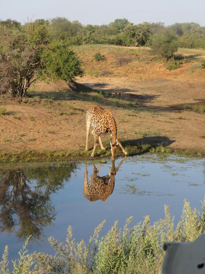 Sausage Tree Safari Camp Balule Game Reserve Exterior foto