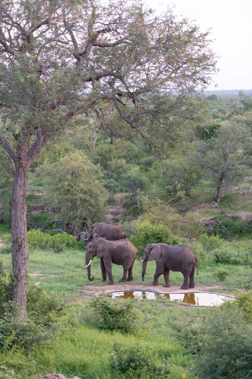 Sausage Tree Safari Camp Balule Game Reserve Exterior foto